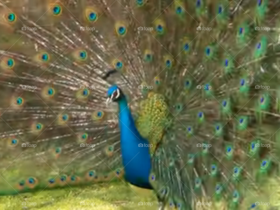 Peacock is a masterpiece of natural beauty