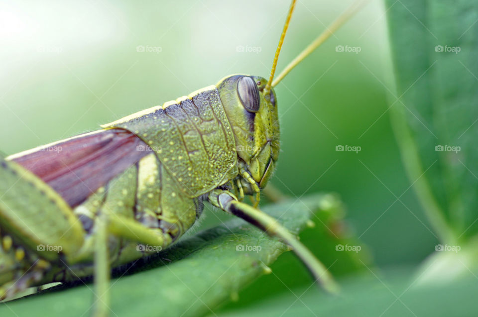 Grasshopper Close-Up