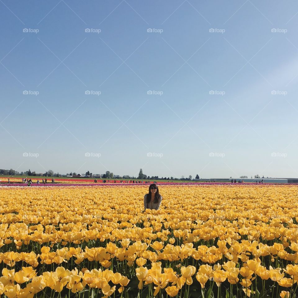 Tulip fields. 