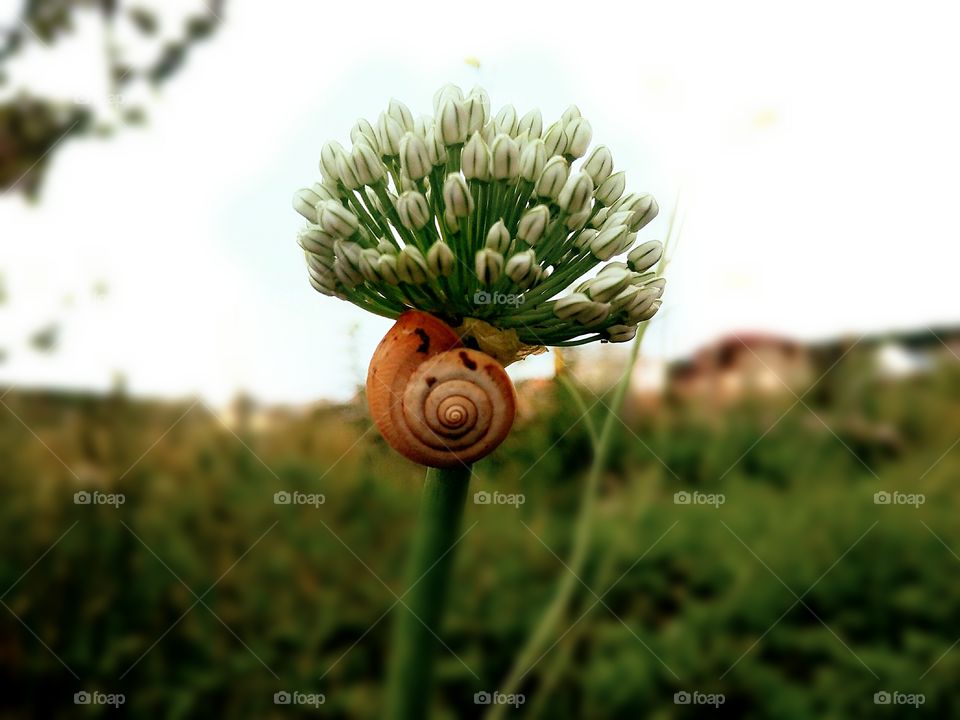 Summer time by foaр missions,snail settled on an onion flower