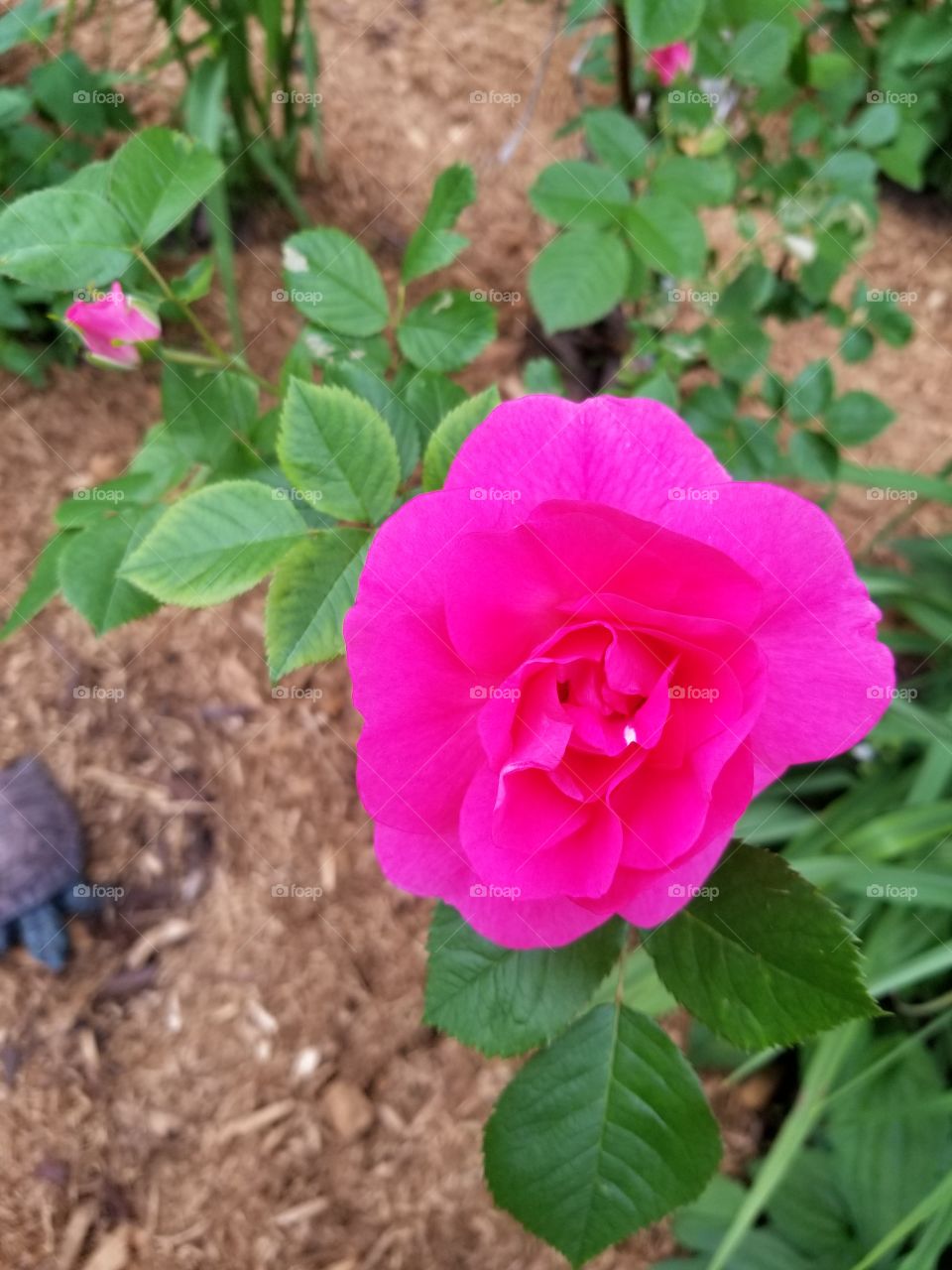 Pink rose!