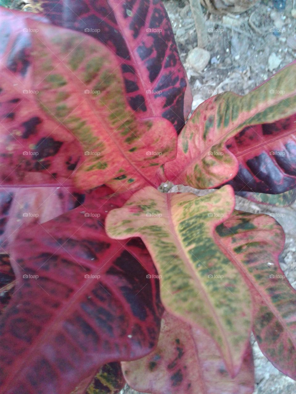 Croton species