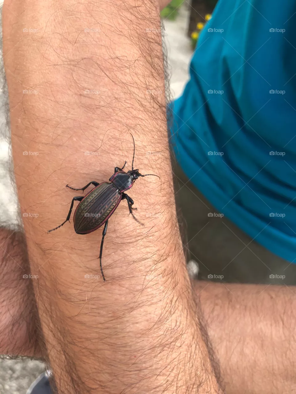Bug☺️