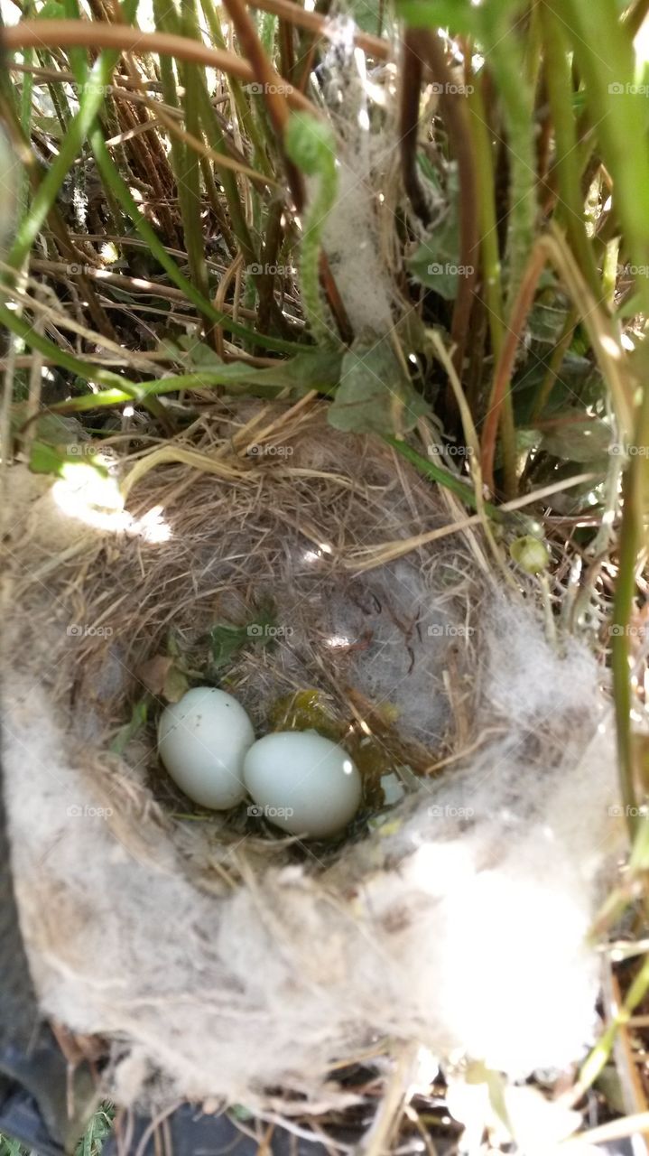 nest