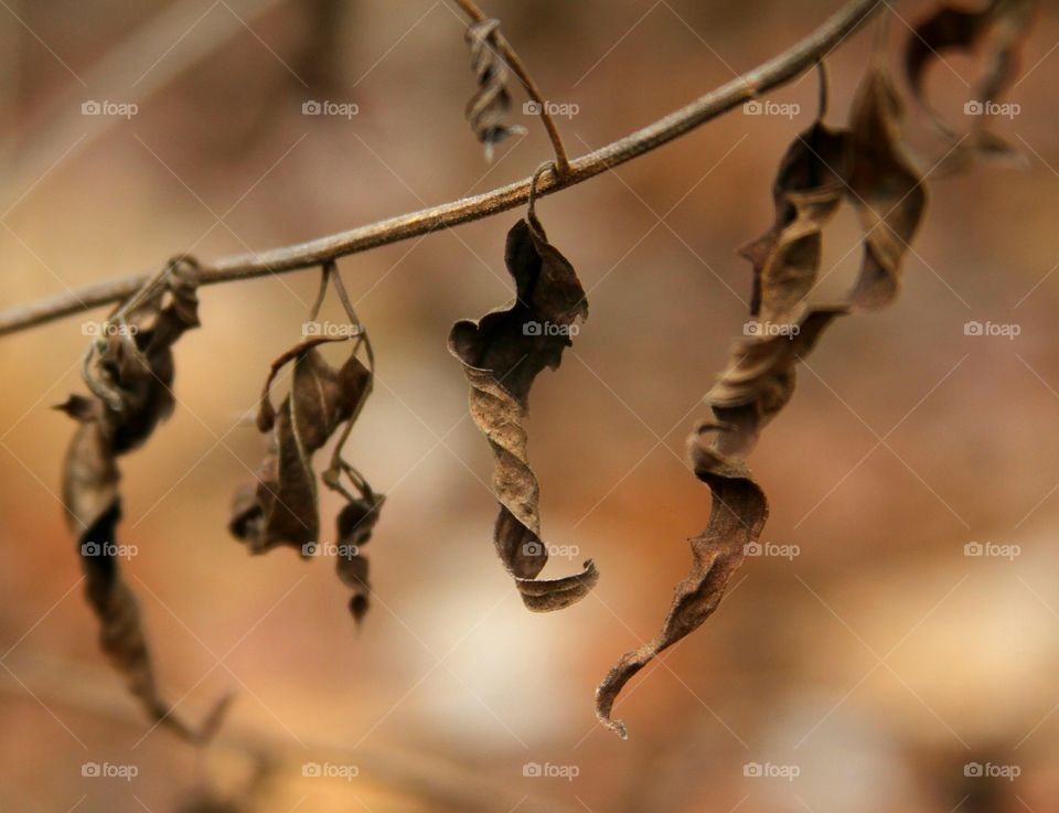 dried leaves on