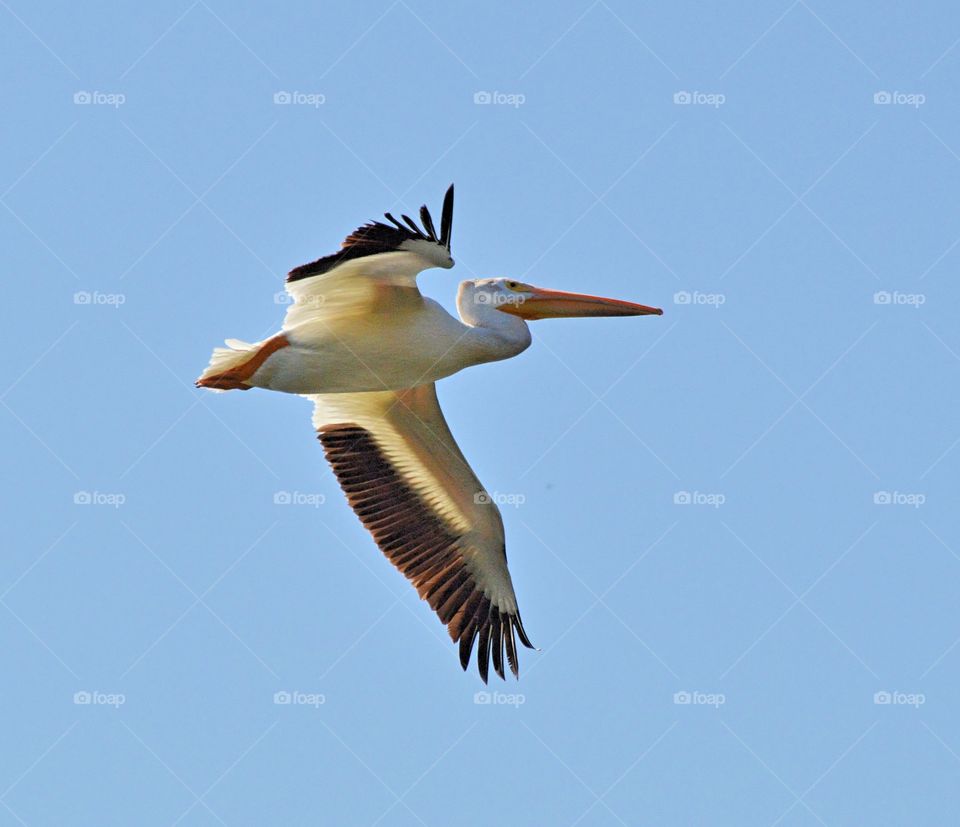 a pelican flying high in the blue skies