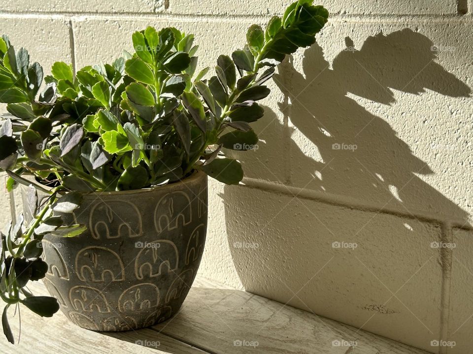 Garden Stonecrop (Hylotelephium erythrostic) succulent in an olive green ceramic pot with stylized elephant design in morning sunshine on white board panel