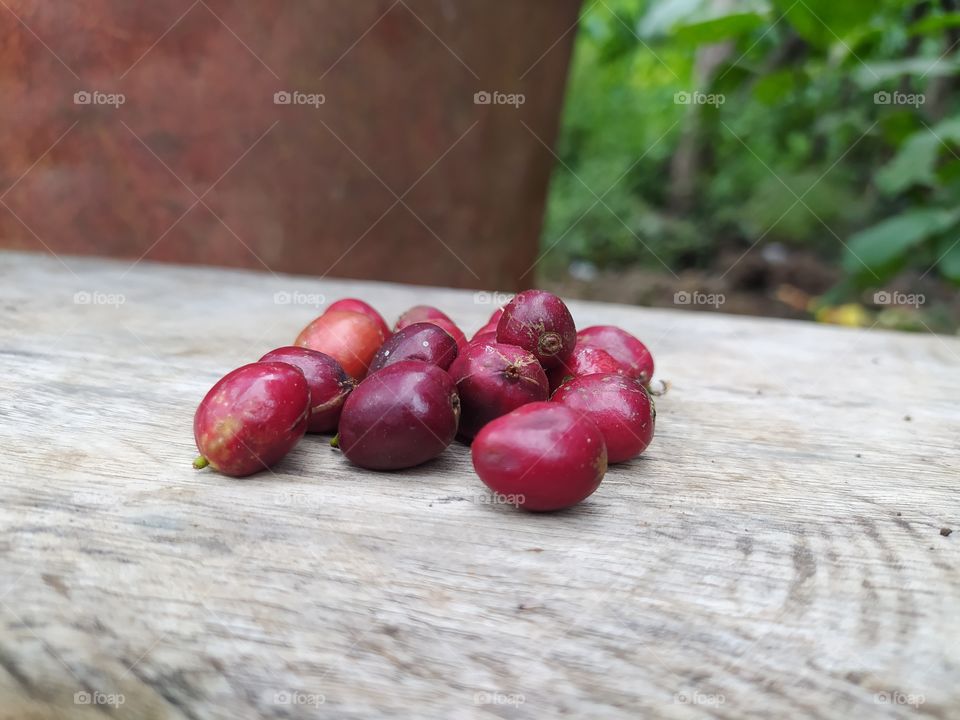 the coffee cherries are ripe and have been picked
