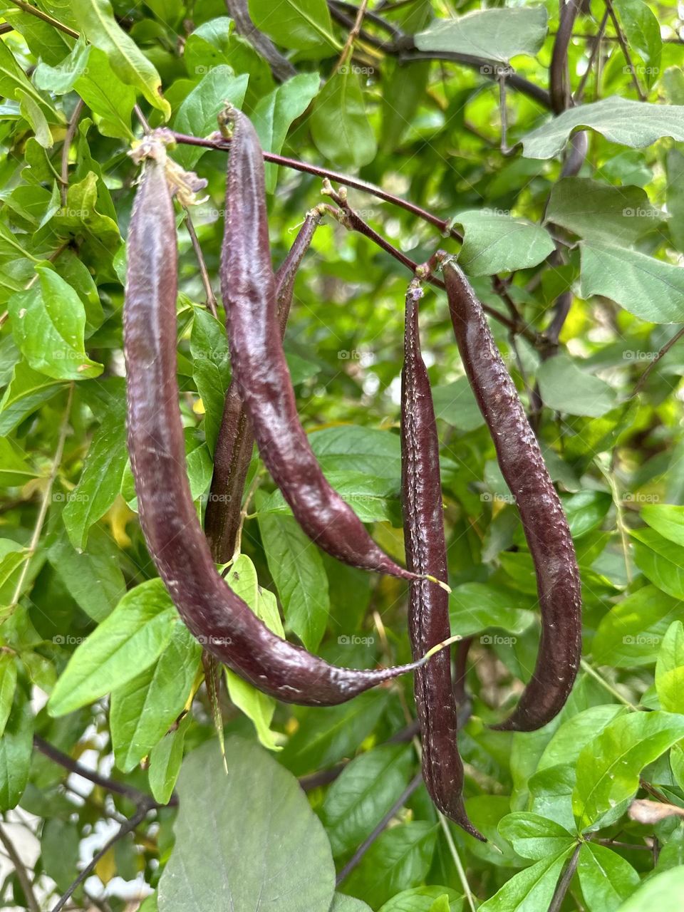 Vegetable plant