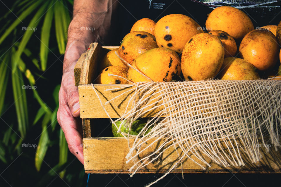 Abundance on the farm (Mango Fruits)