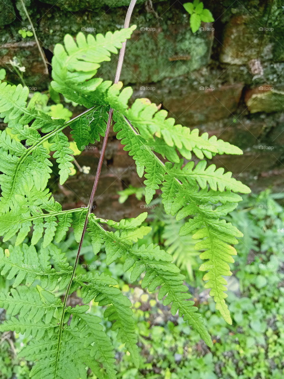 Green green everywhere in monsoon