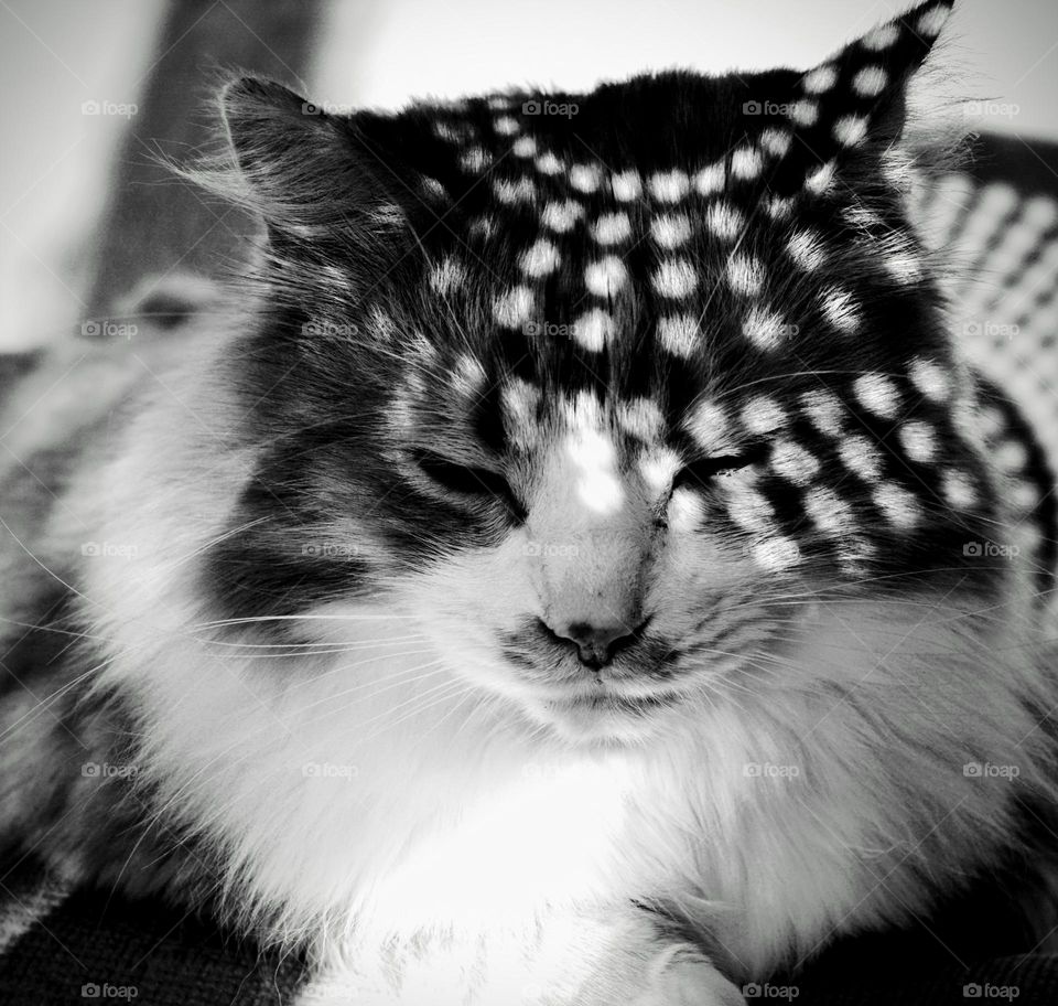 cat beautiful portrait in sunlight and shadows black and white background