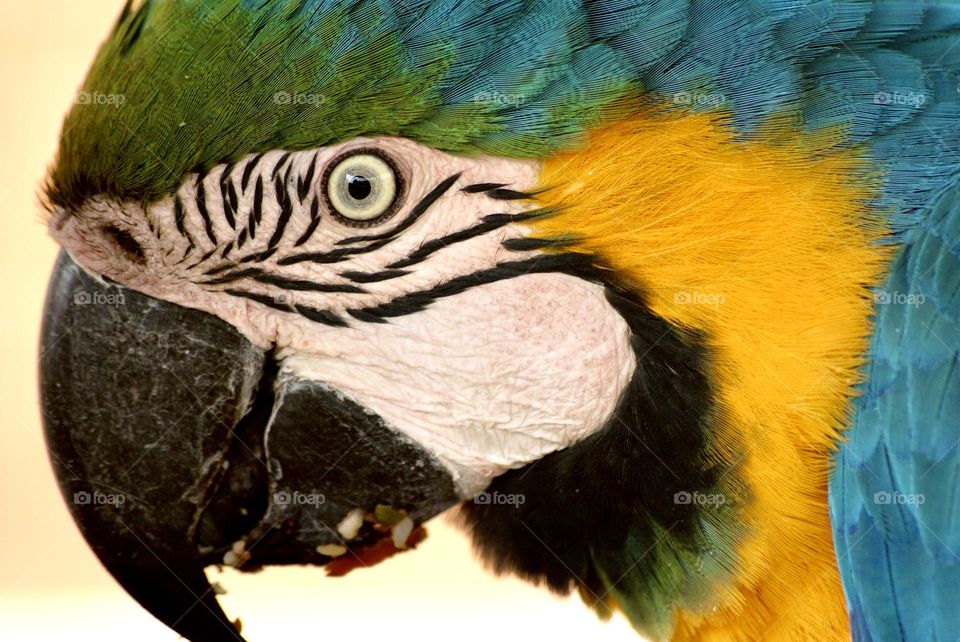 Did you know that macaws blush? Now you do. 