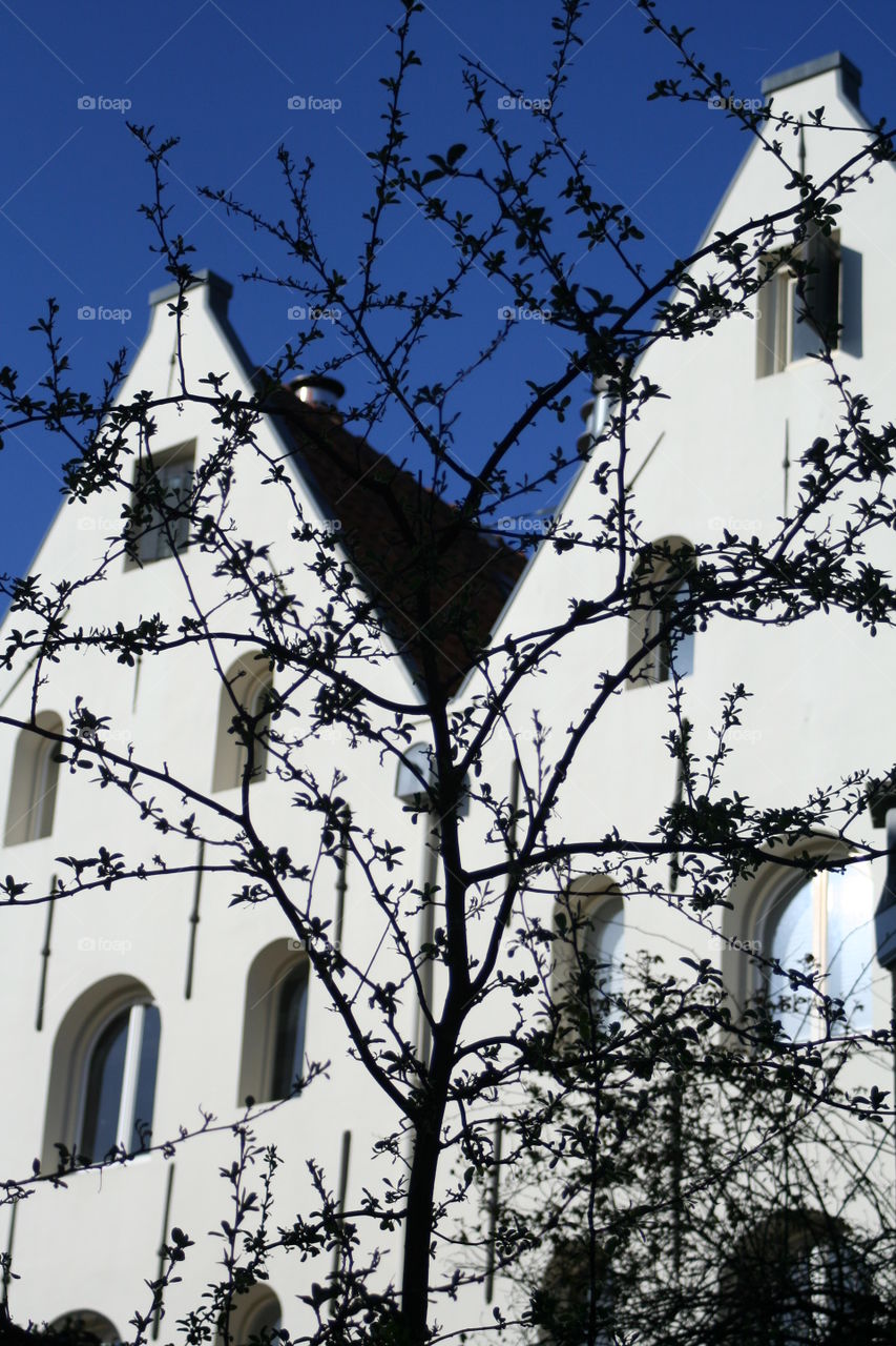 Silhouette of a tree in front of old Amsterdam houses