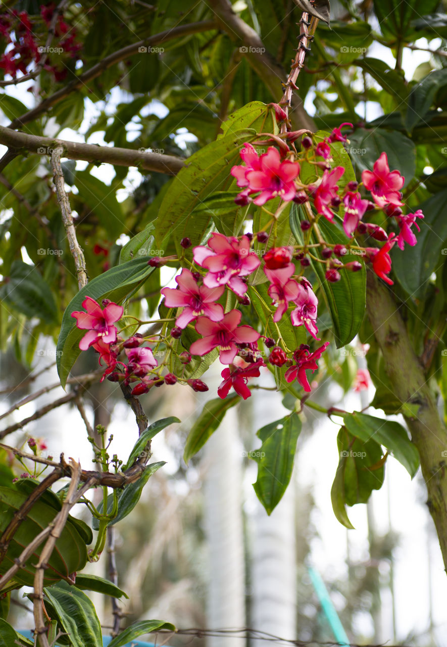 Colorful flower 