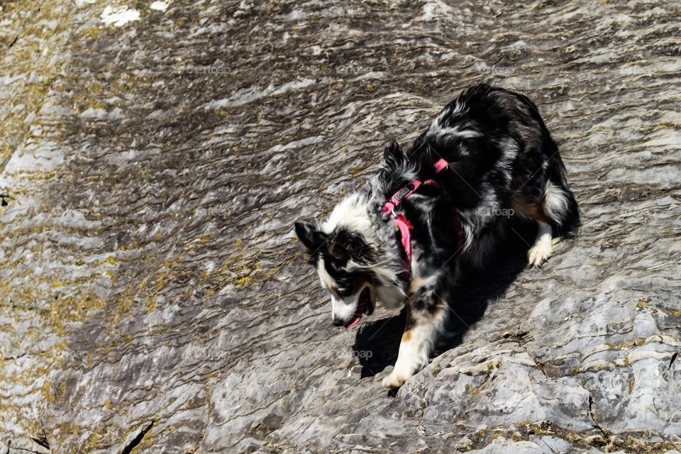 Dog on the Rocks