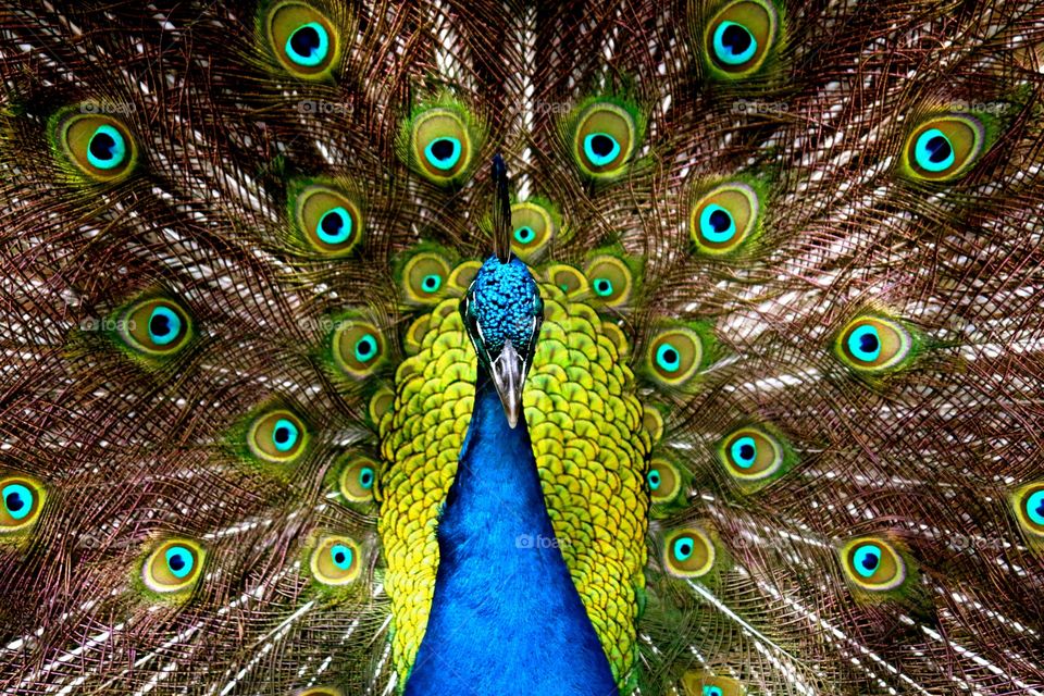 Peacock 