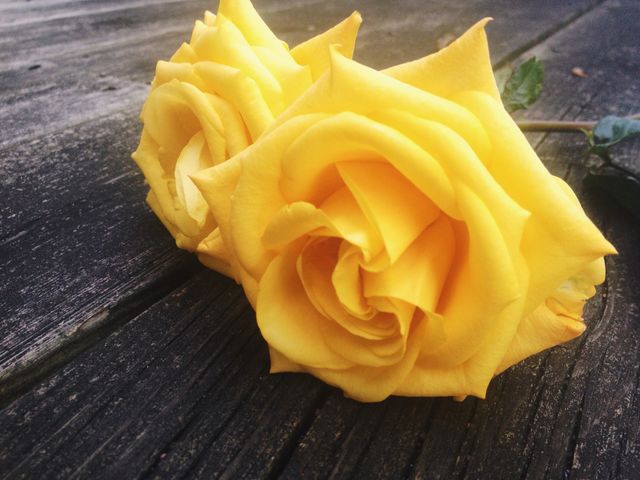 yellow roses 