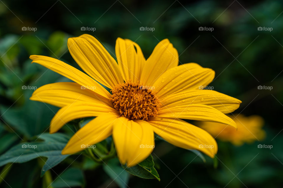 Mexican sunflower weed (Tithonia diversifolia)