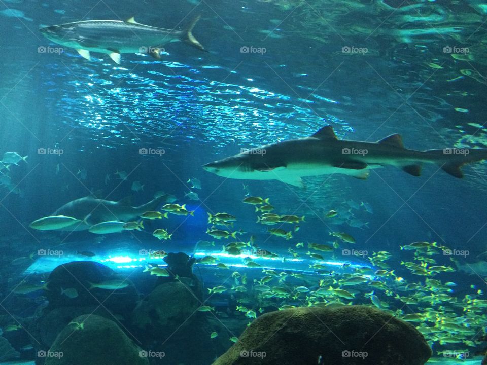 Fish living with sharks. Aquarium full of various fish and exotic aqua life sharing the water with some of the deadliest predators in the sea. Breath taking view. 