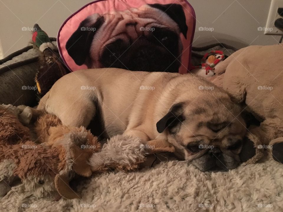 Pug 