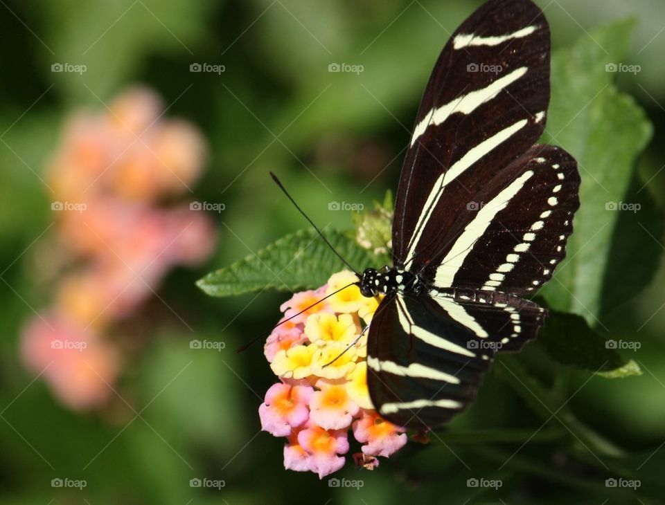 Butterfly on spring flowers