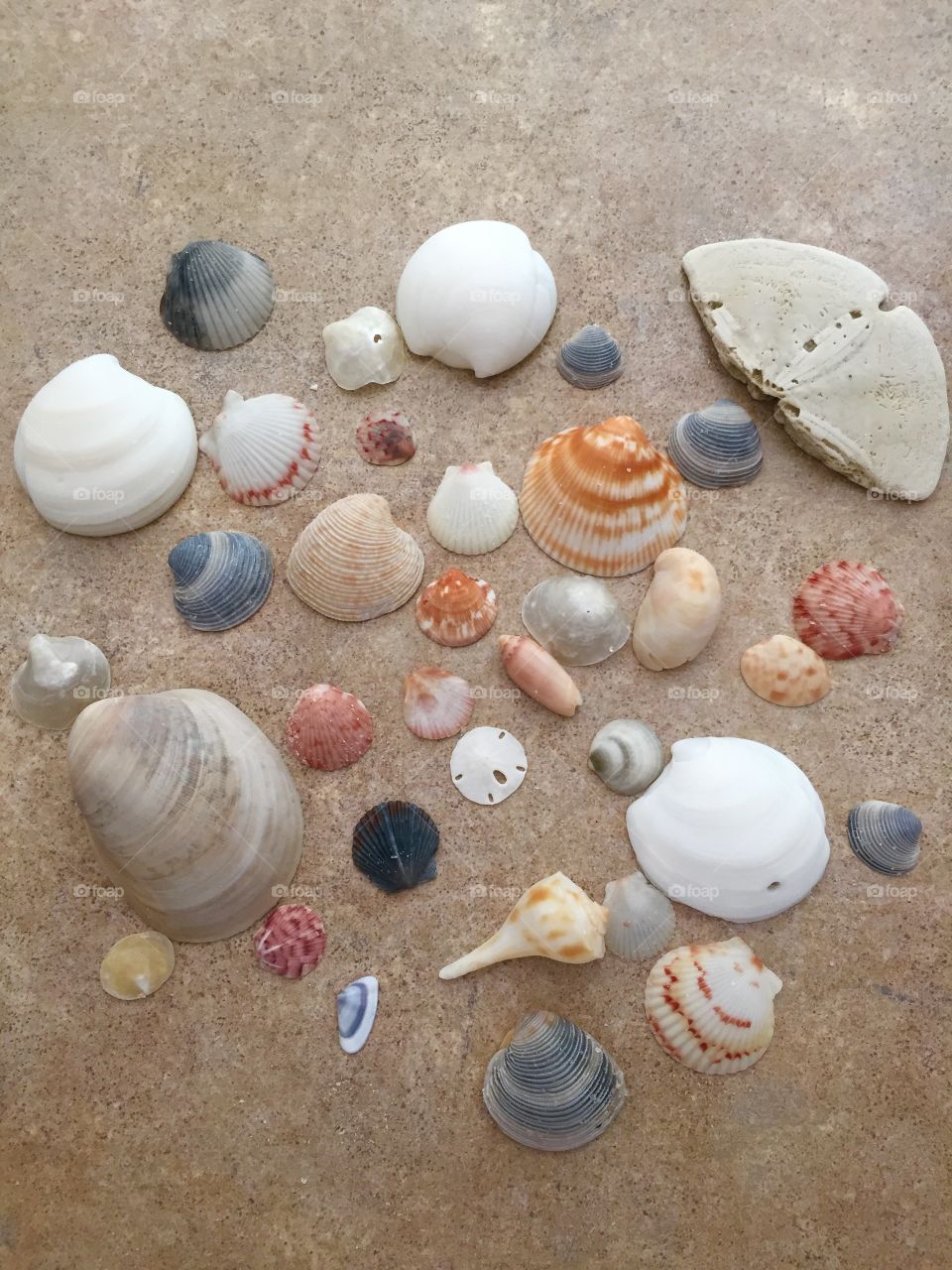 Sea Shells in Sand