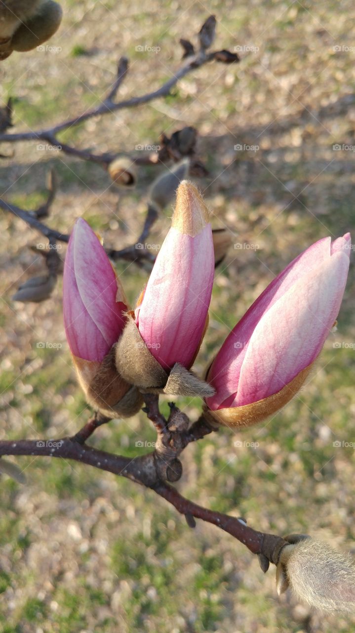 Tulip poplar just beginning to bloom in Southeast Missouri