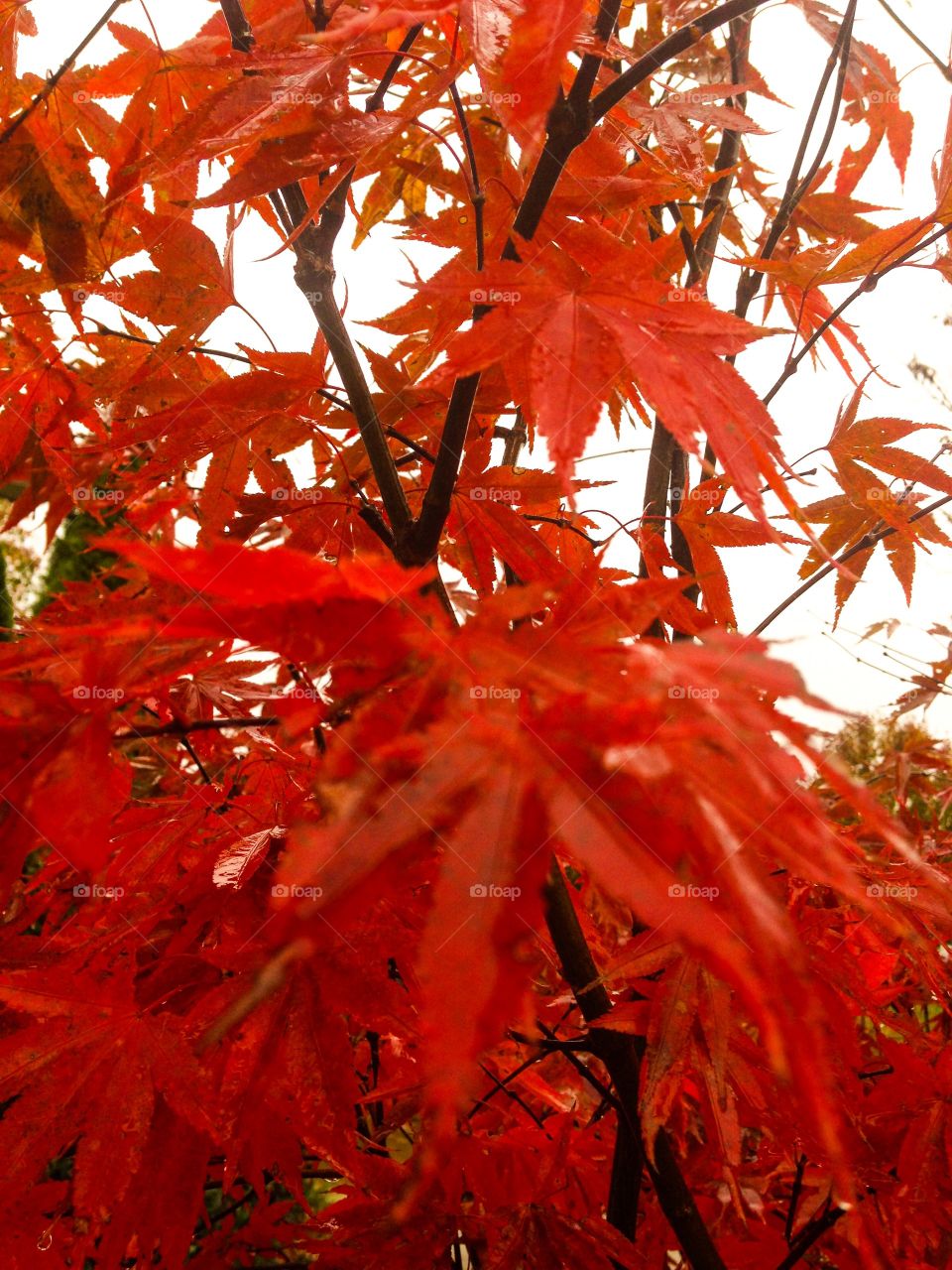 Autumn red maple