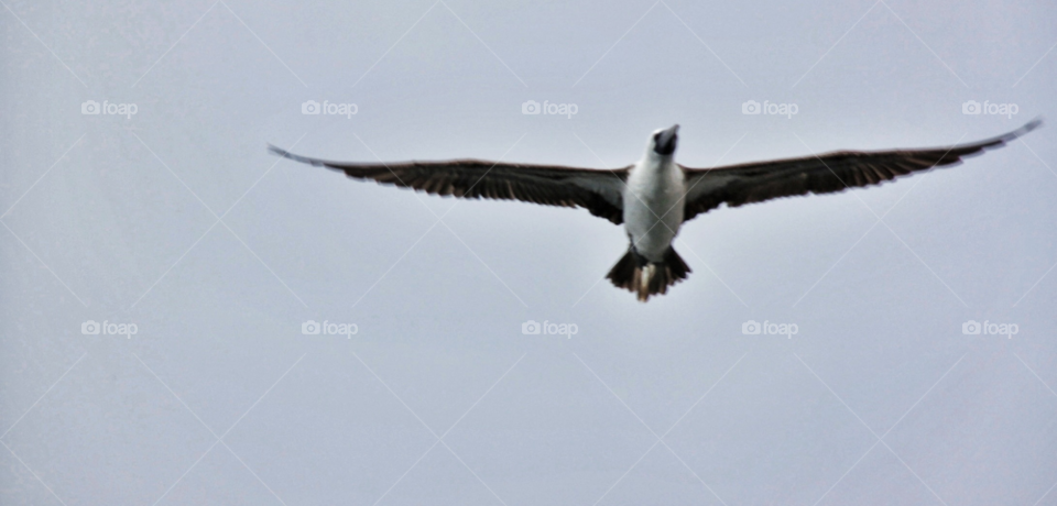 flying bird freedom simplicity by MegTStewart