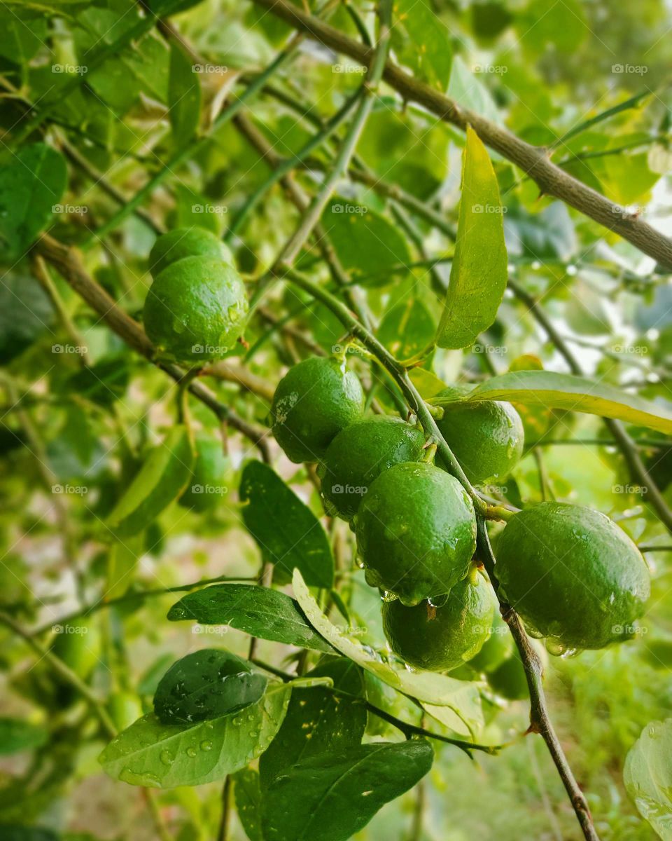 nature pictures  click by @divy.gahelot