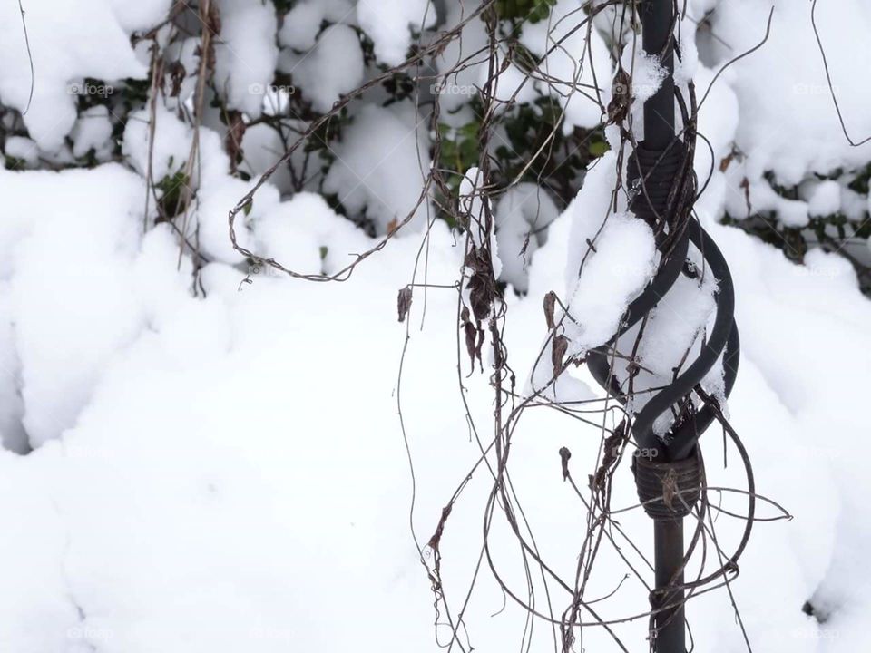 wintery vines grown around a swirling snowy pole