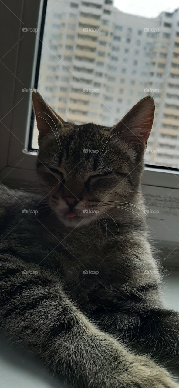 Язык   покажу   и   спать   пойду!