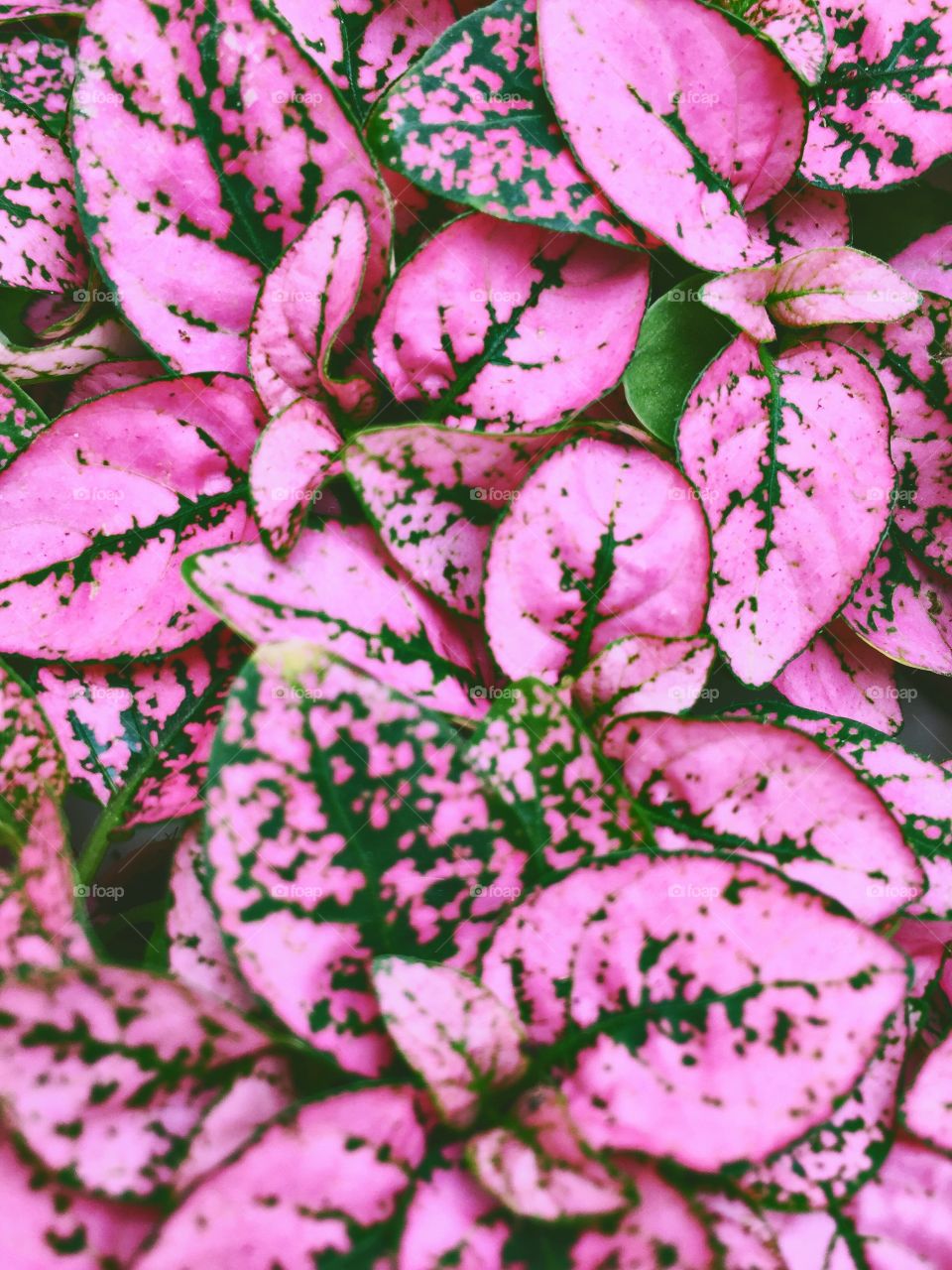 Pink Coleus - Closeup of bright pink and green speckled leaves 