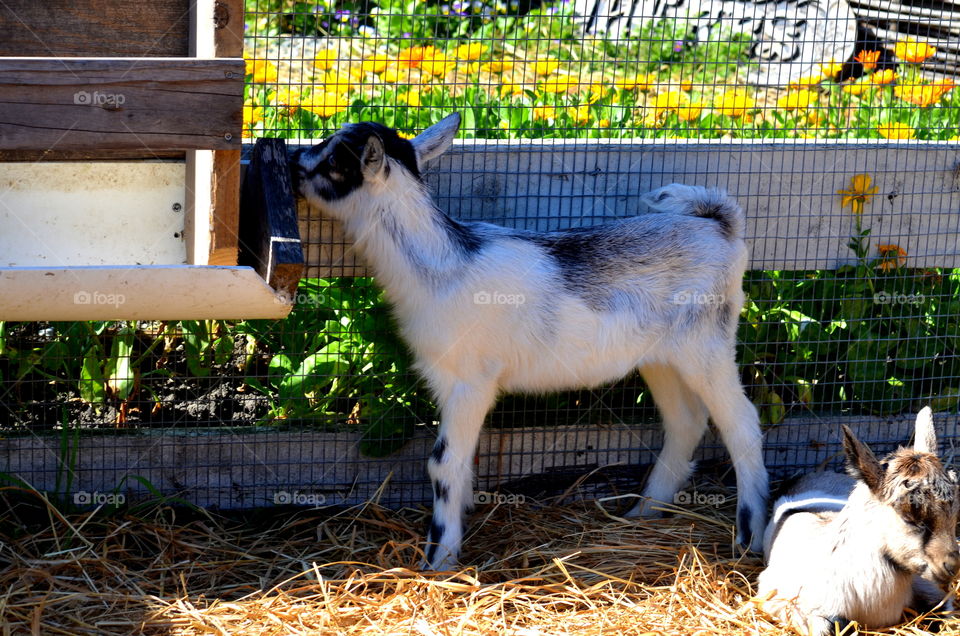 Baby Goats