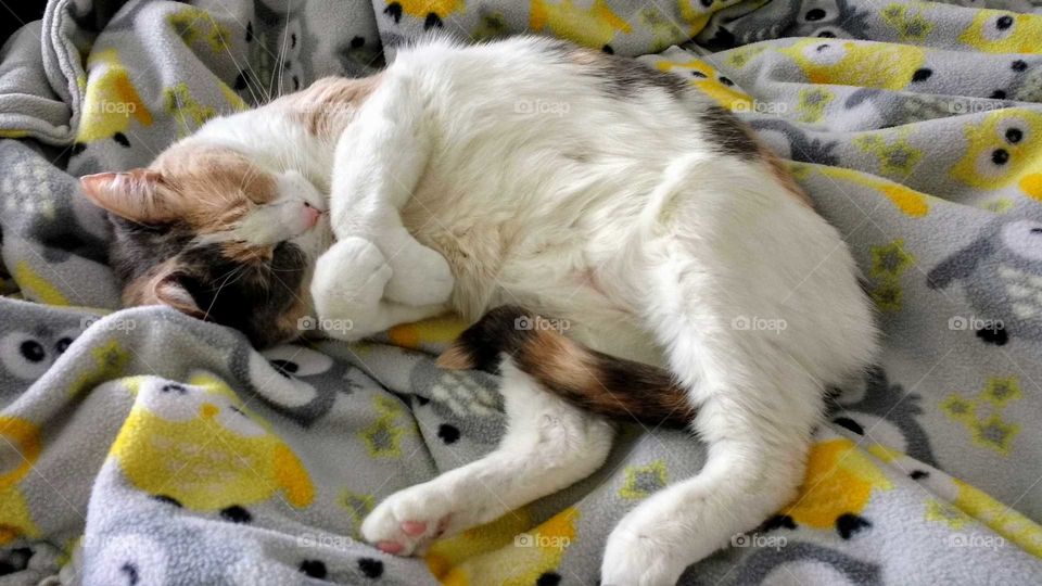 Muted calico cat sleeping on blanket