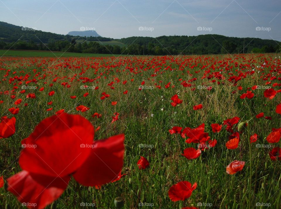 Poppy in Crest in France