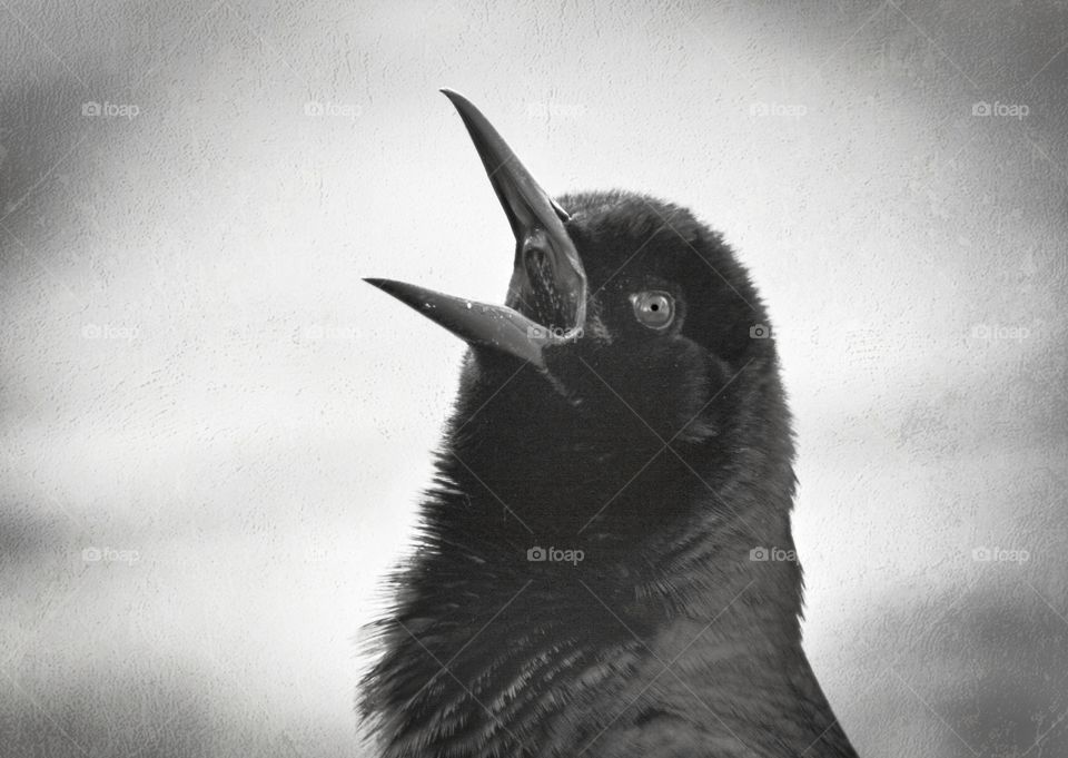 Close-up of blackbirds