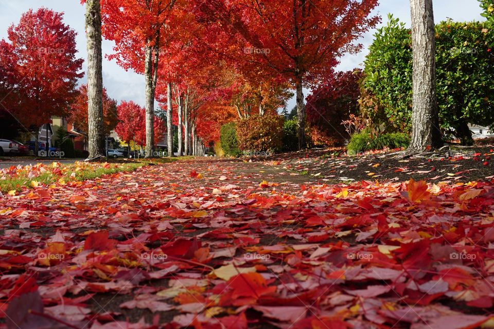 Autumn in the neighborhood 