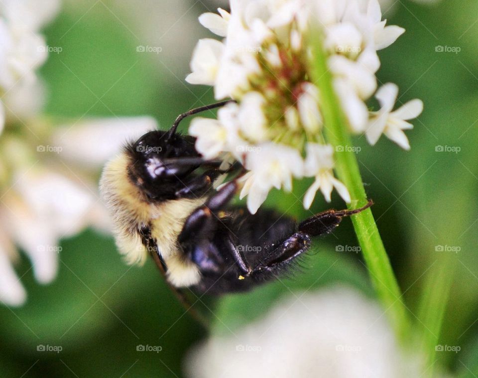 bee