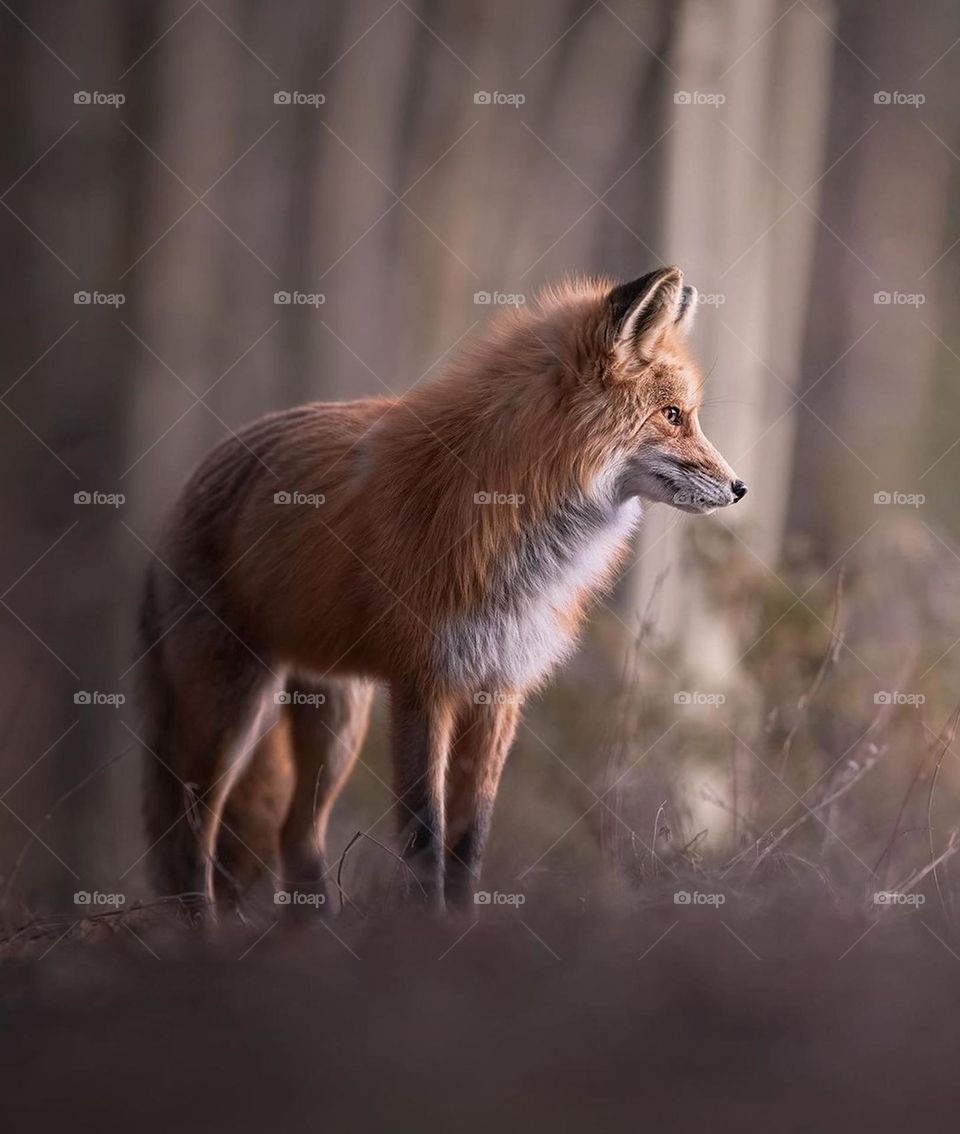fox