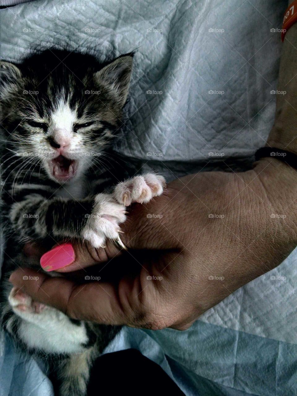 Cat, Pet, Mammal, Portrait, Sleep