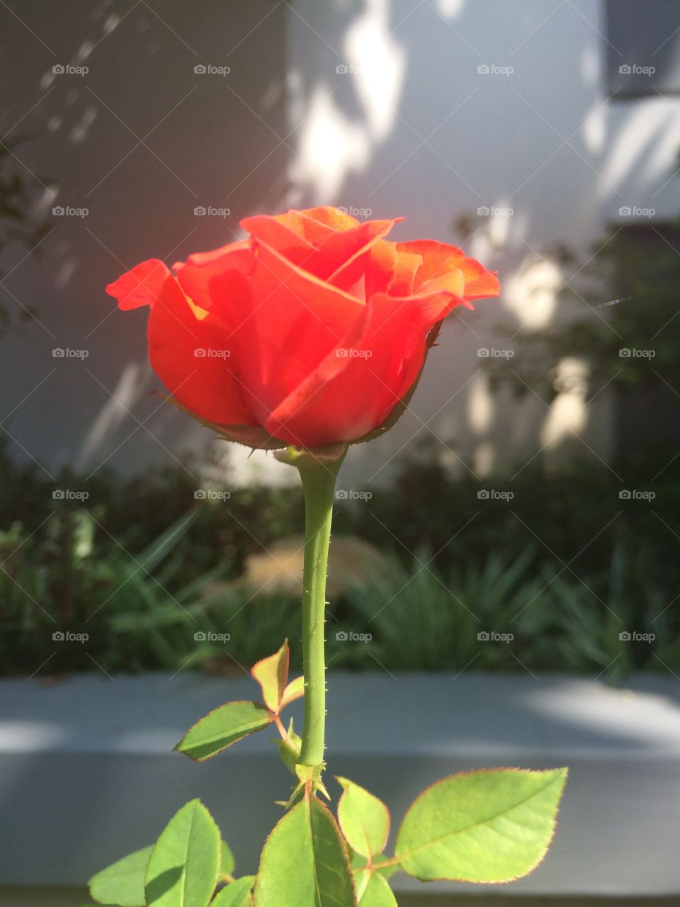 Rose Flower ...