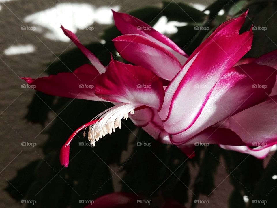 Christmas Cactus