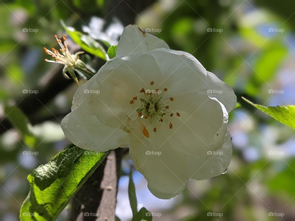 apple bloom