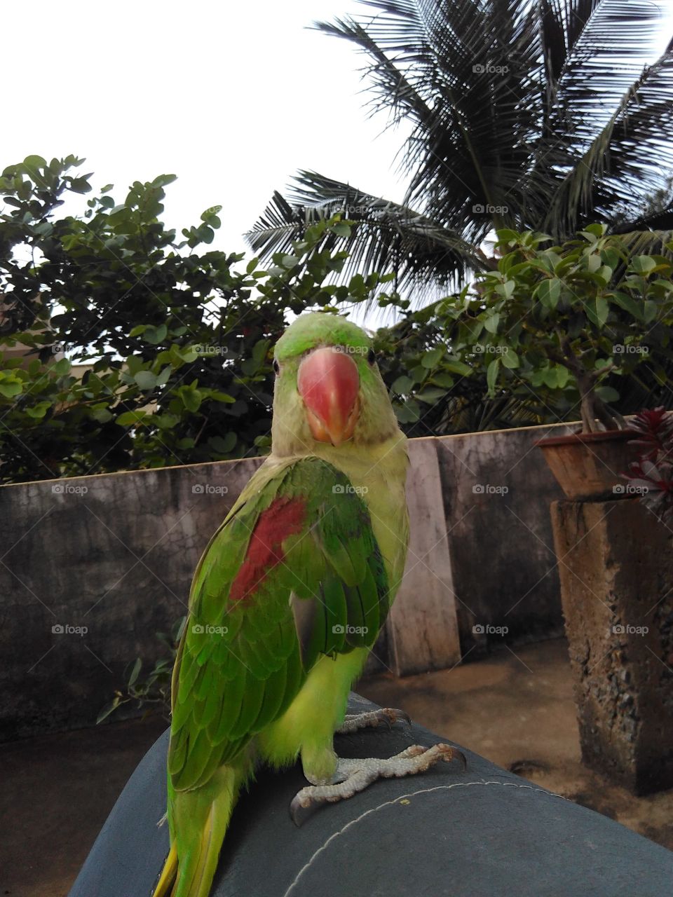 parrot