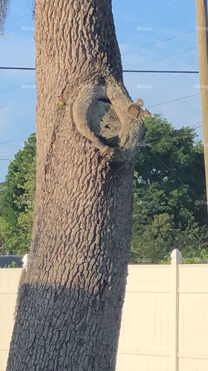 Awesome squirrel 