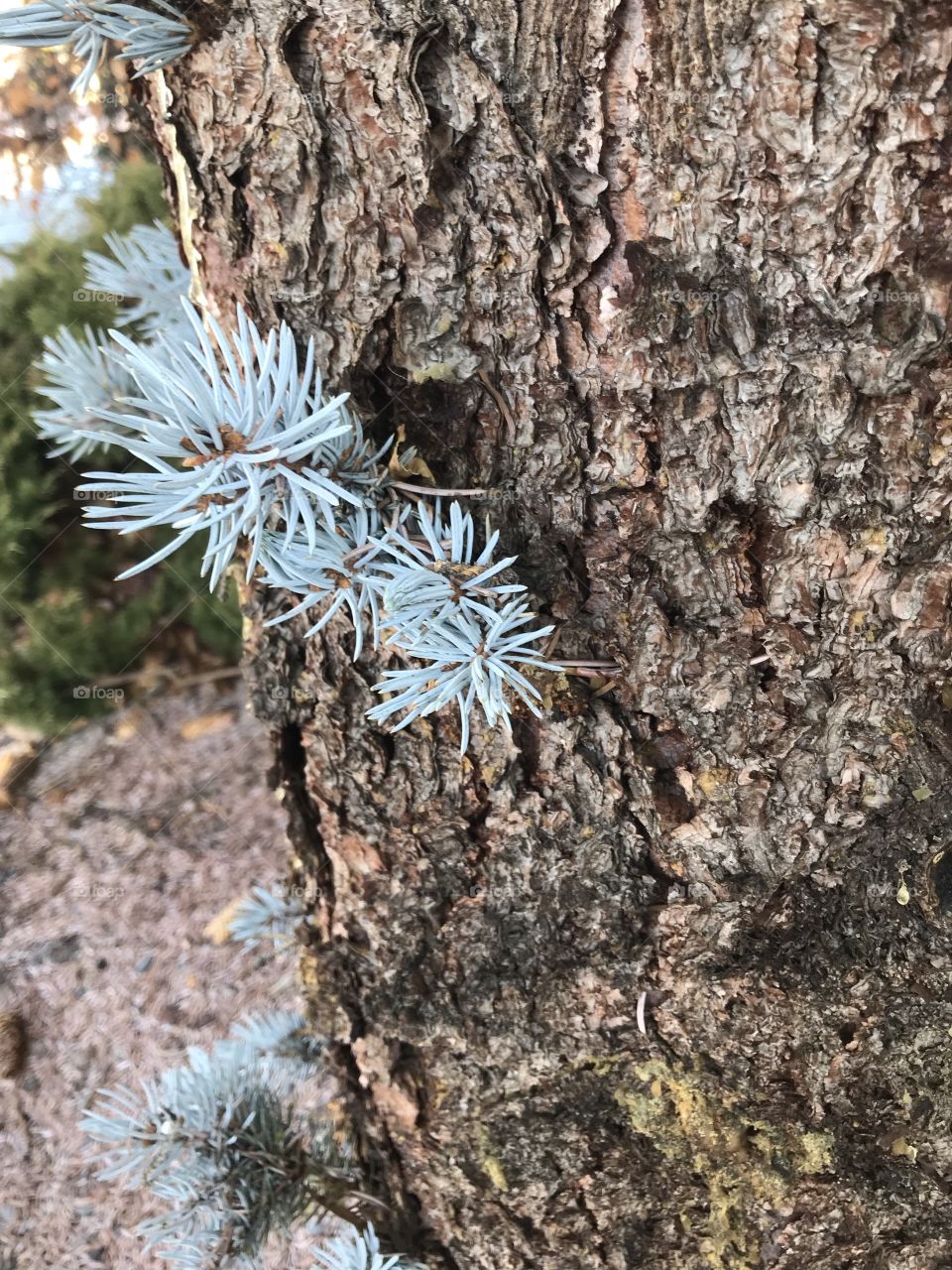 Blue Spruce branch shoots growing out of the trunk of a landscaped Blue Spruce tree in Central Oregon. 
