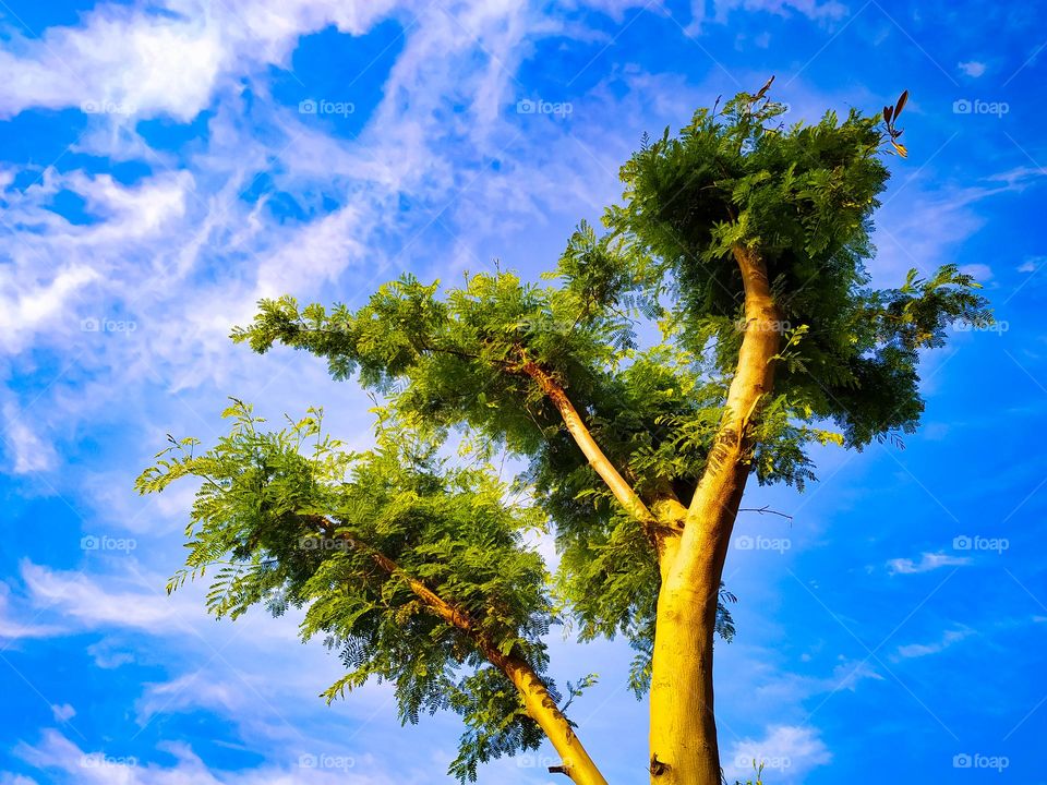 A beautiful view of small green leaves on tree branches against a cloudy sky