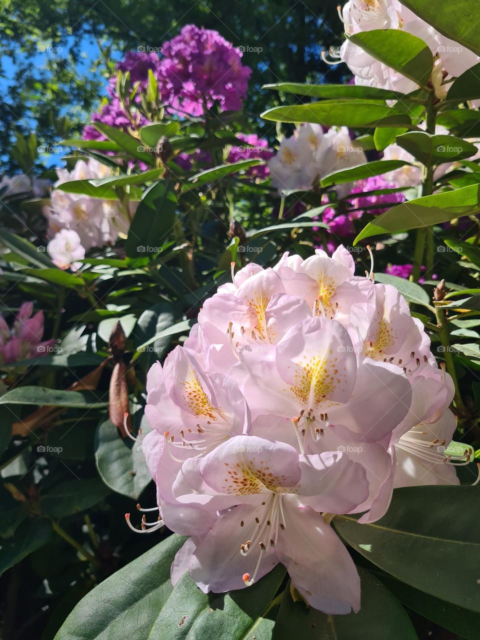 Rhododendron